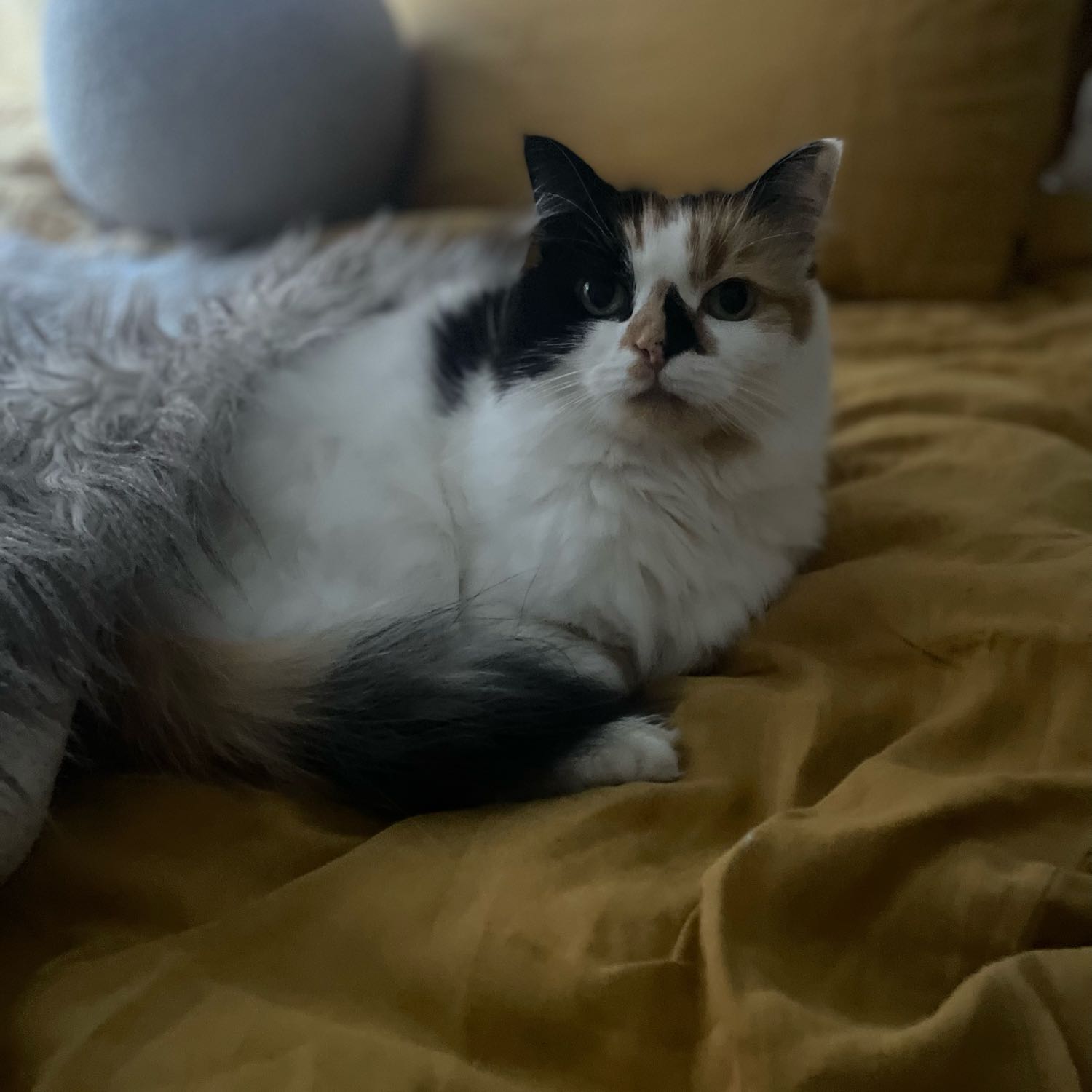 Honey
