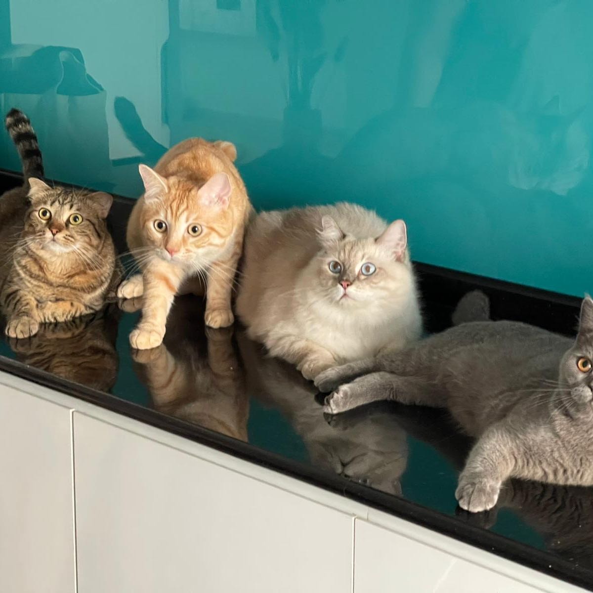 Muezza, Zola, Zera & Mierza