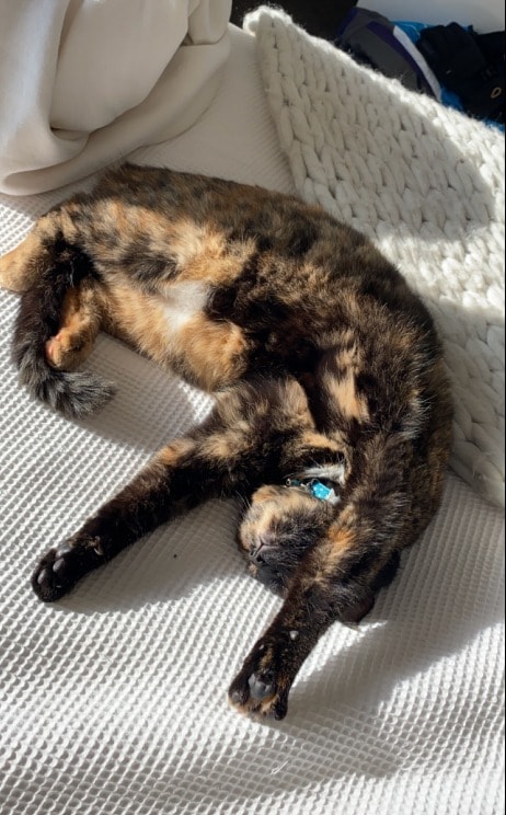 image-4