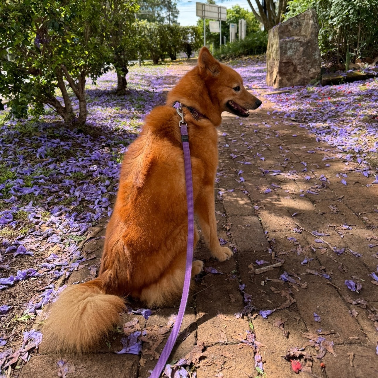 Lily