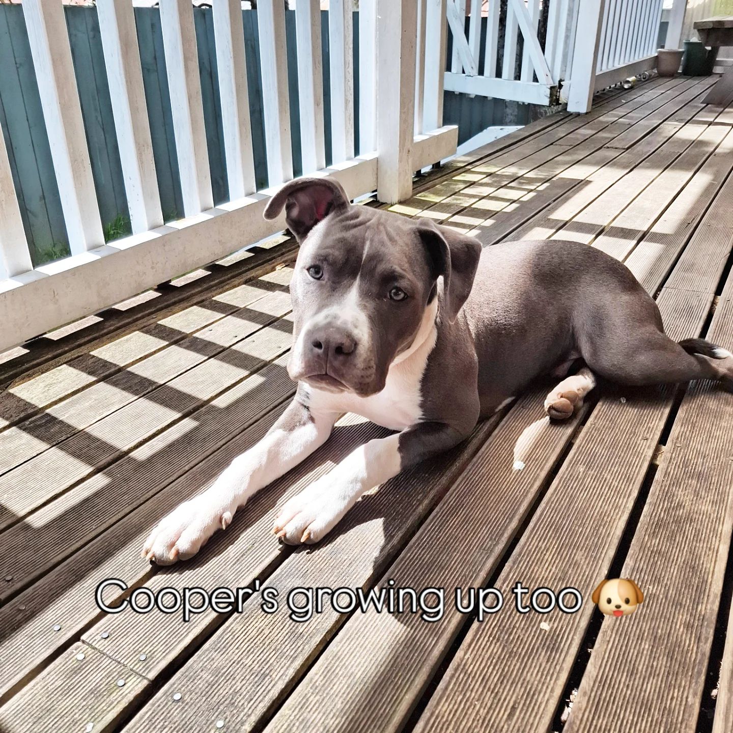 Cooper