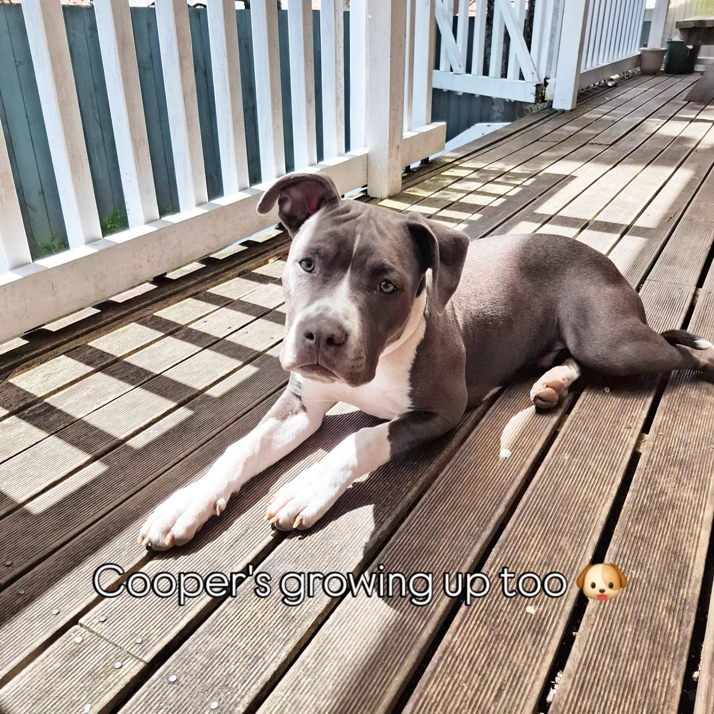 Cooper