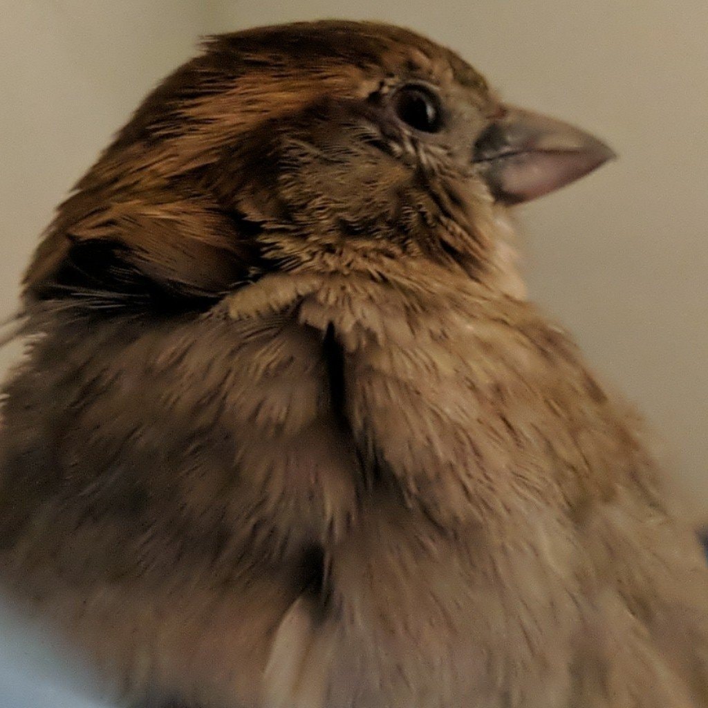 Rodney