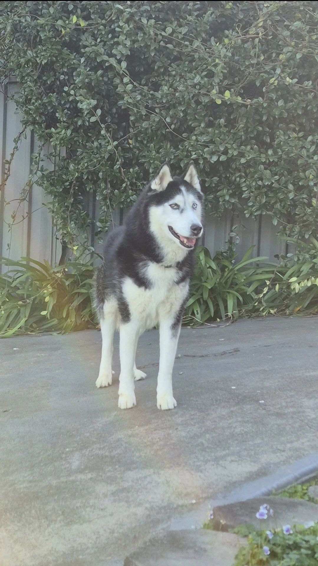 image-4