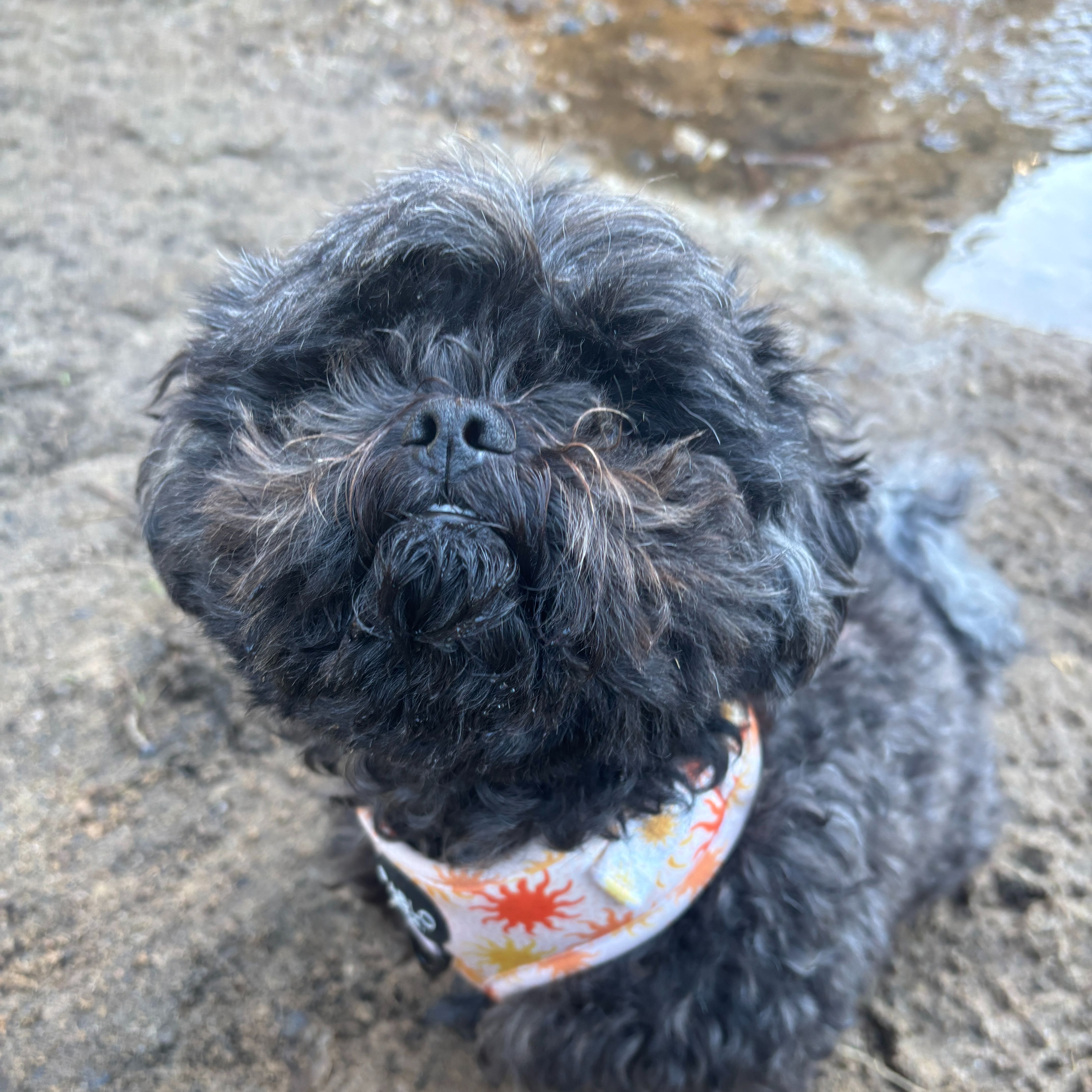 Hugo