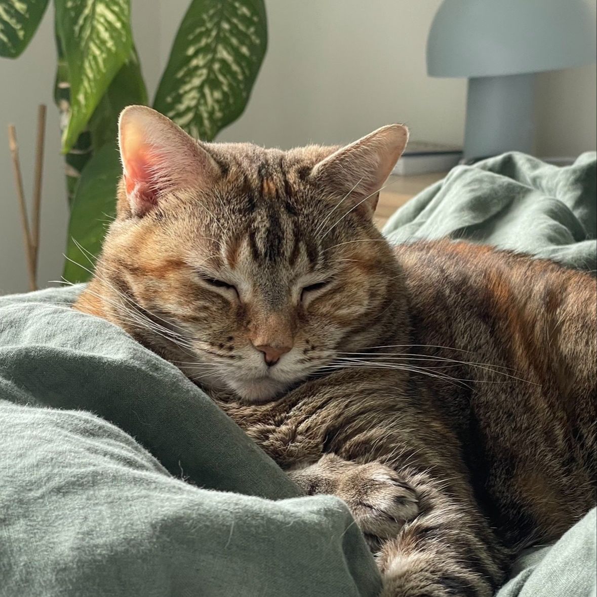 Indi