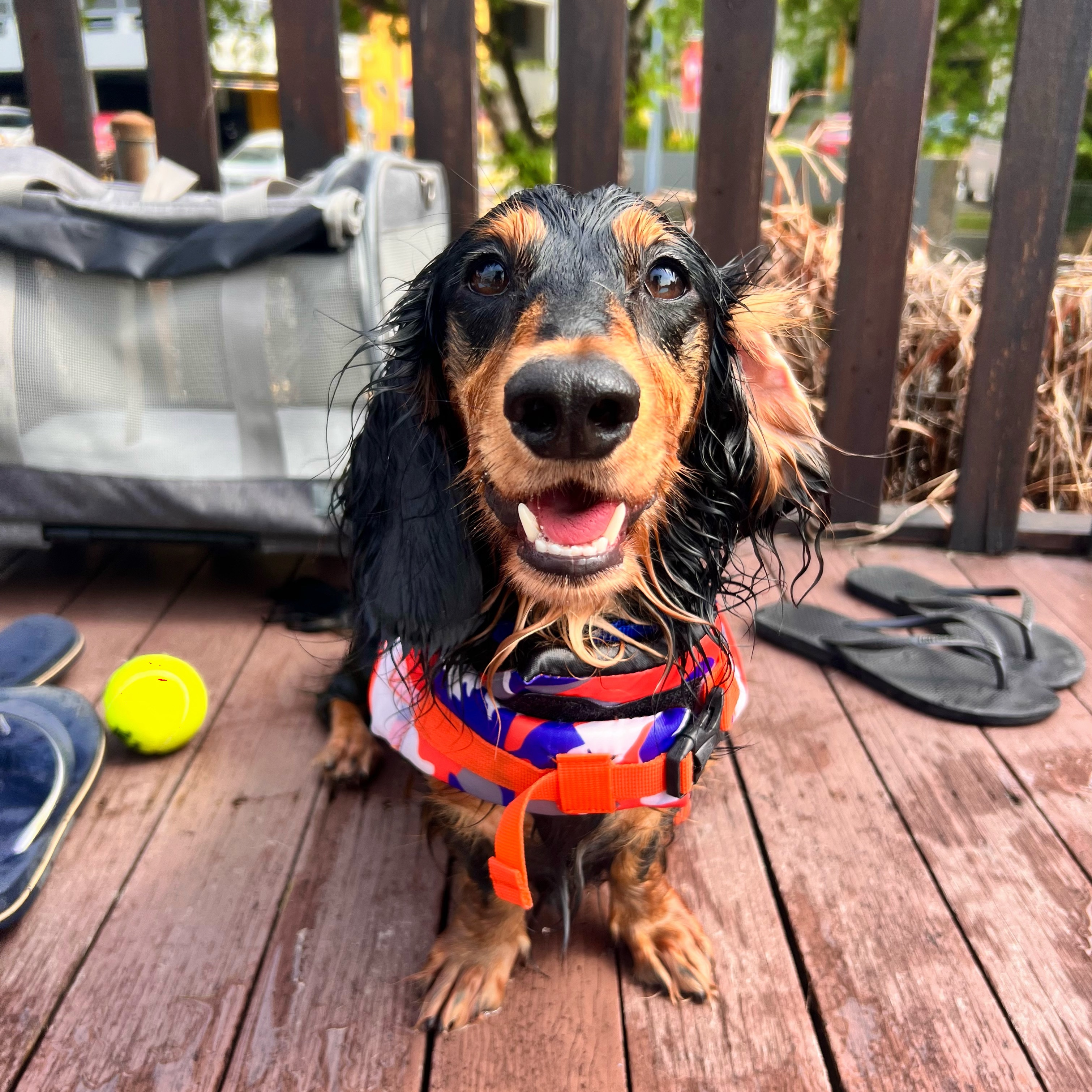 Chorizo