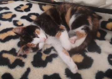 Taini (pronounced Tiny)