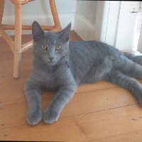 Louie
