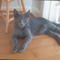 Louie