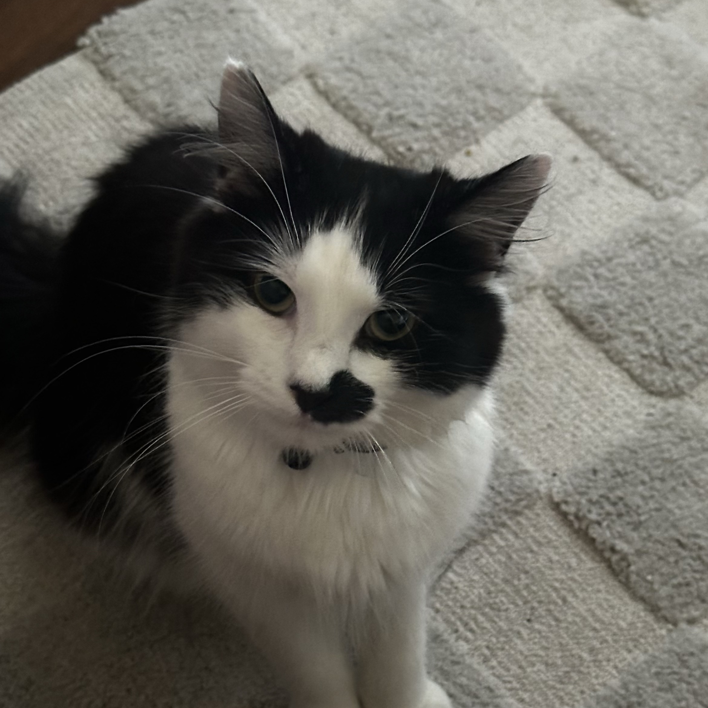 Sammy