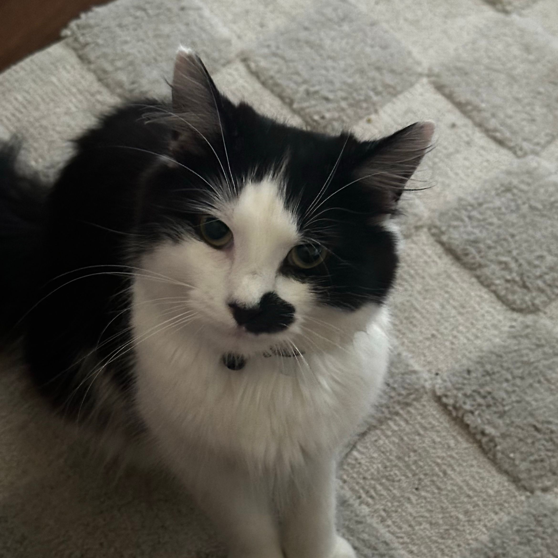 Sammy