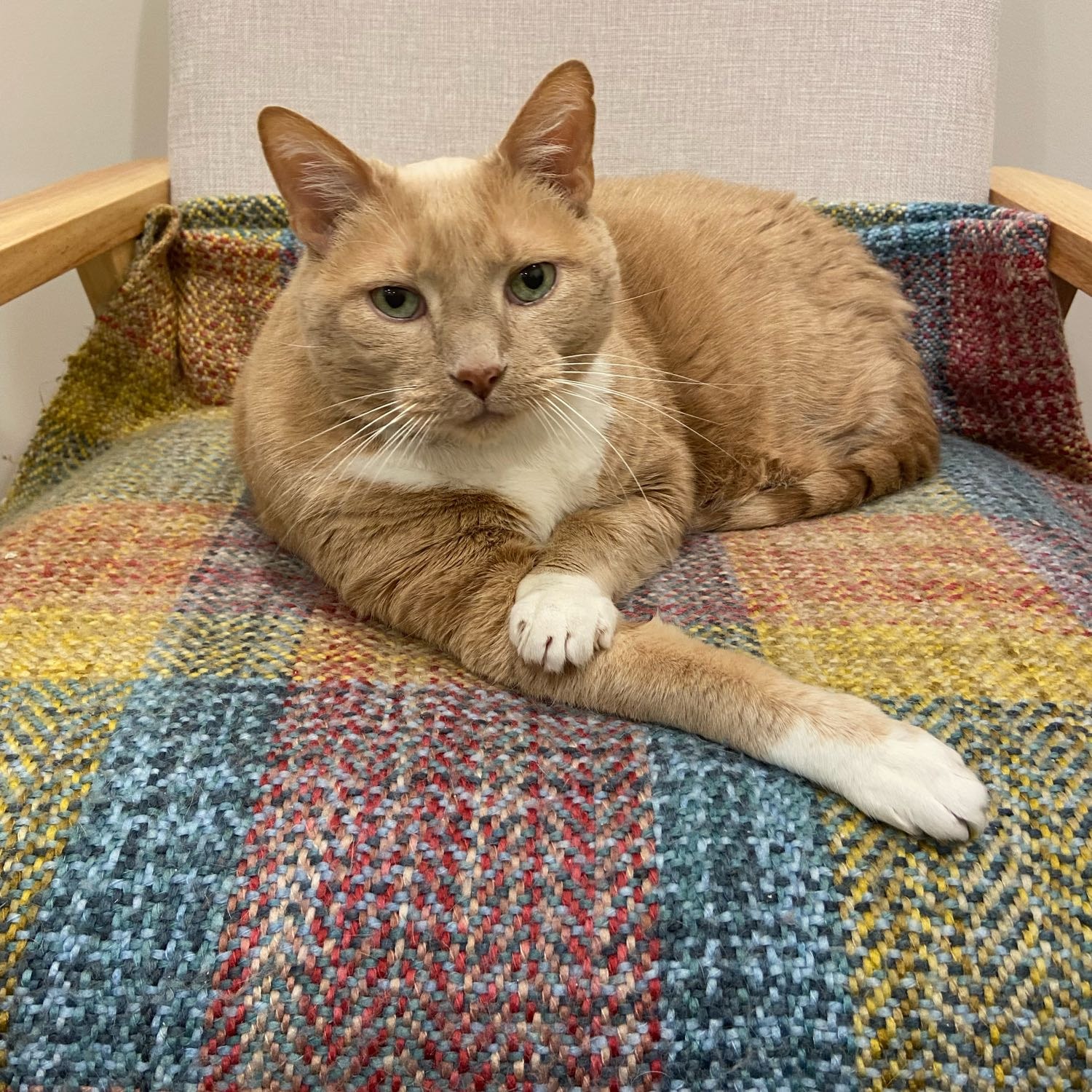 Strad (aka Straddie, Strad Pants, Mr Pants) 