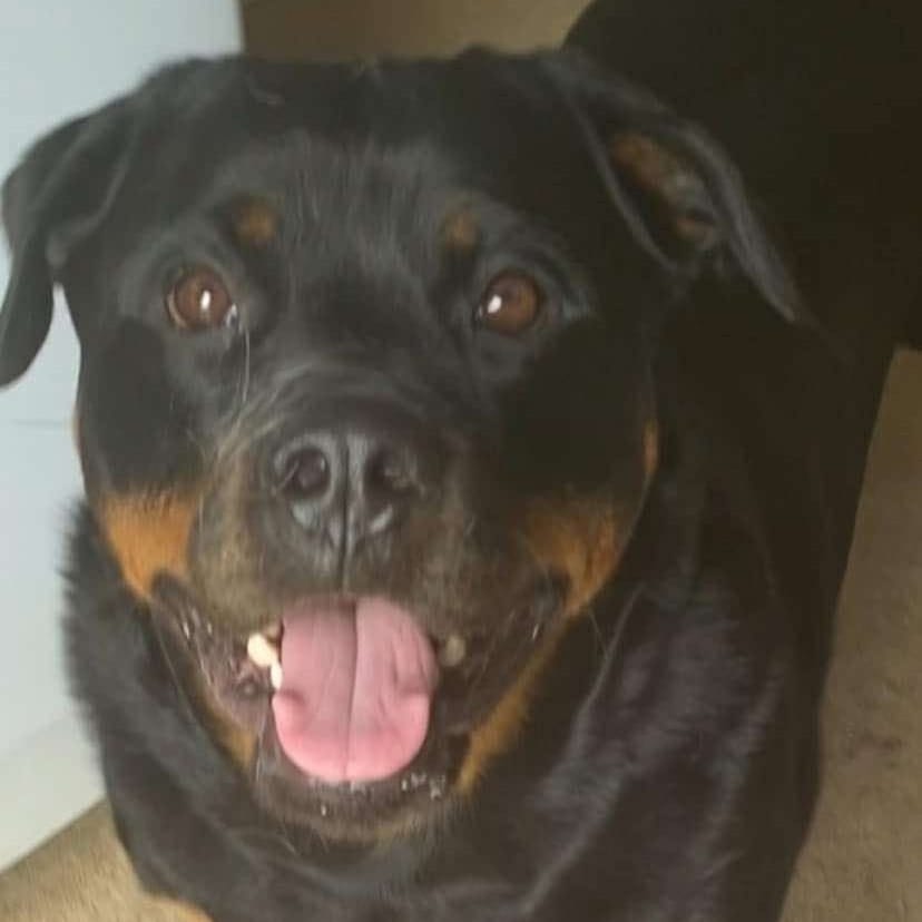 Nova