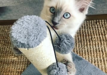 Ragnar