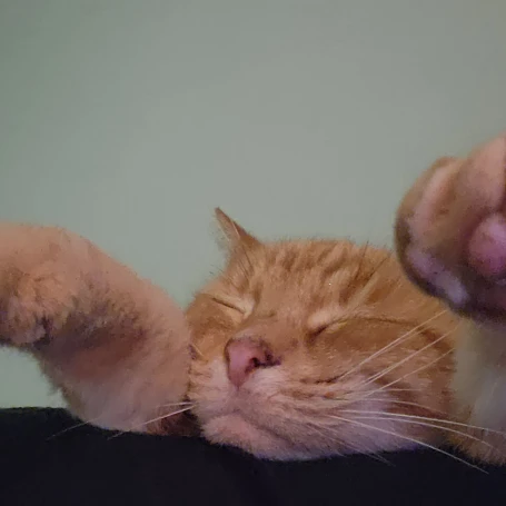 Ninja