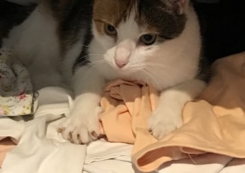 Marmalade