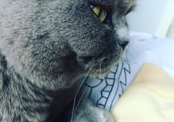 Jinx