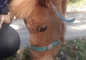 Teddy
