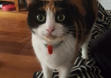 Belle