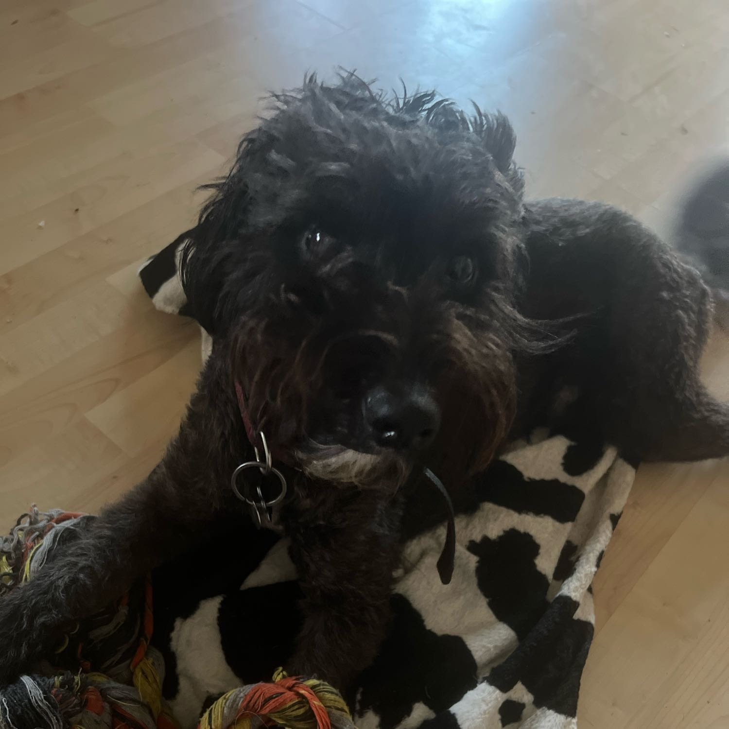 Teddy 