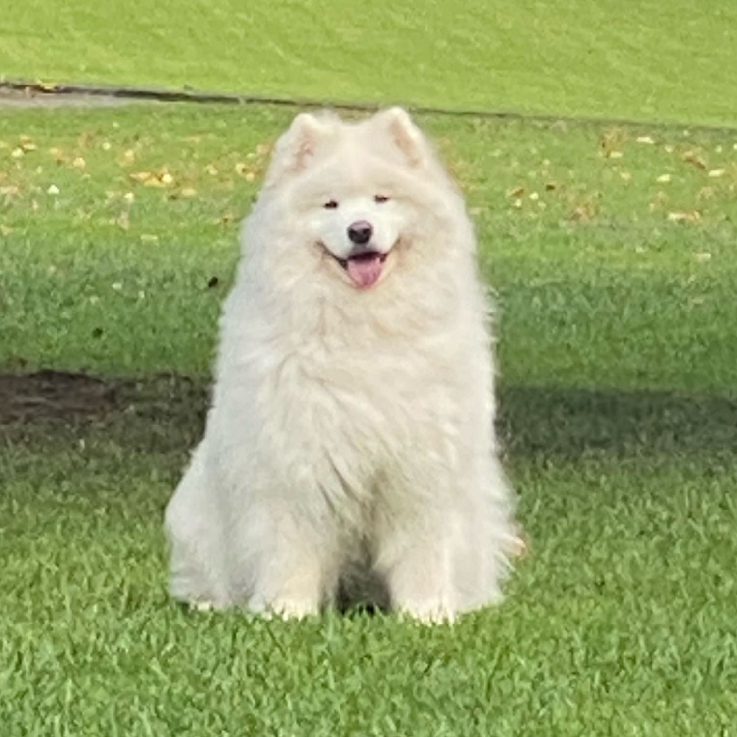 Madi