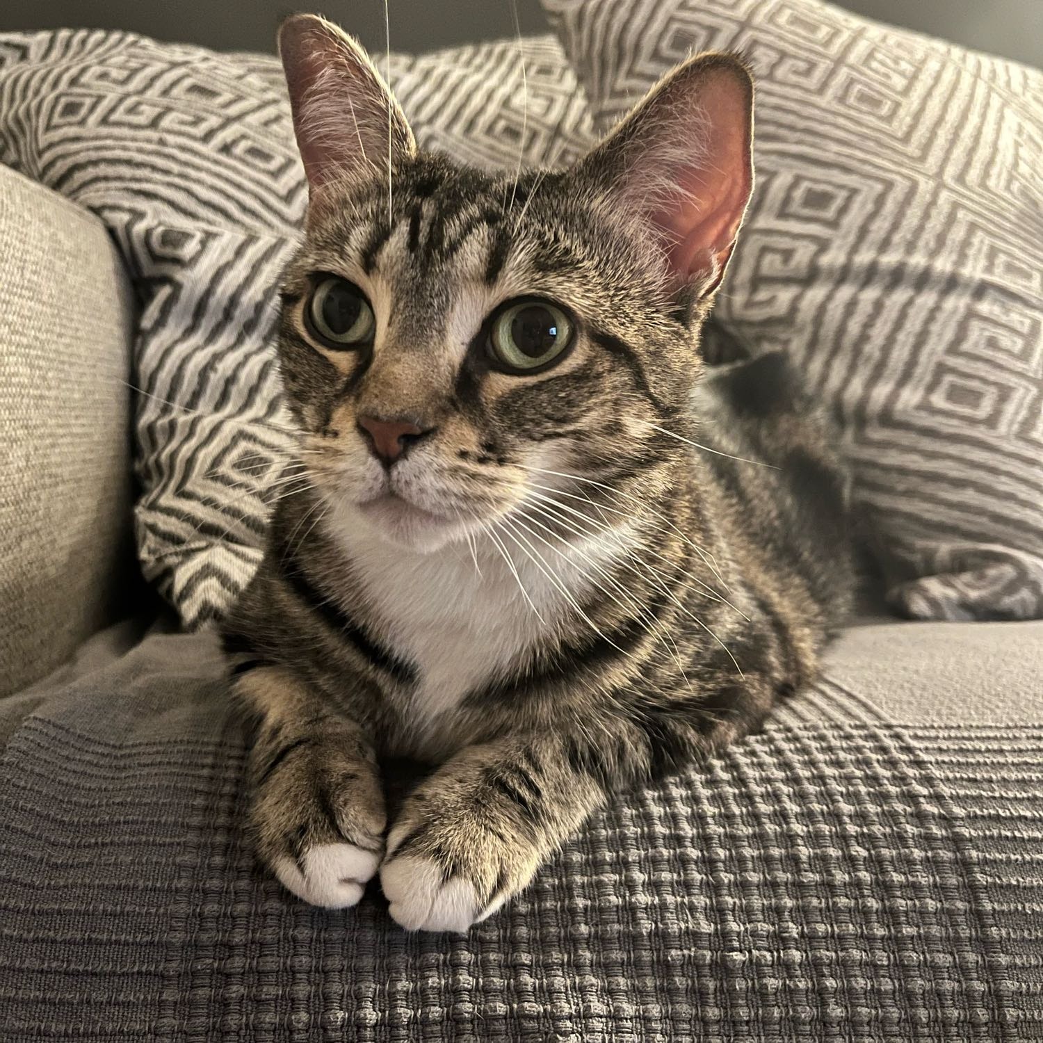 Bella