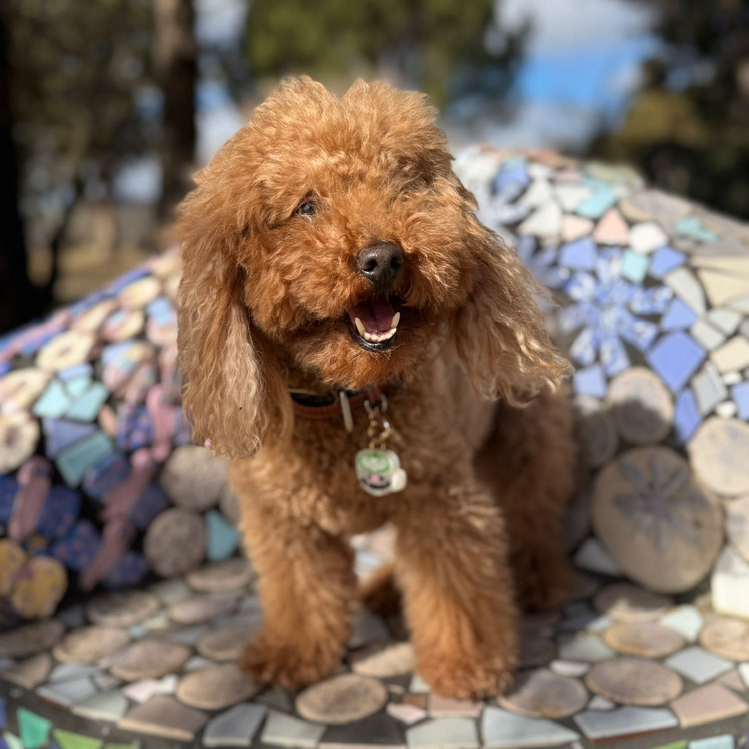 Ted