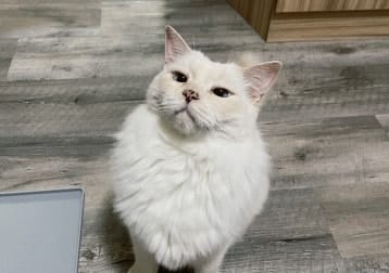 Tofu