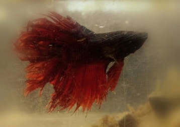 Betta