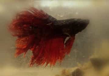 Betta