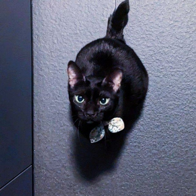 Sheba