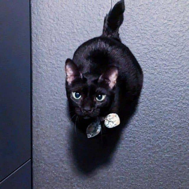Sheba