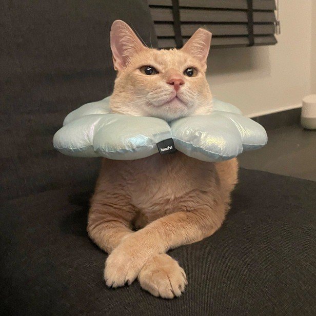 Simba