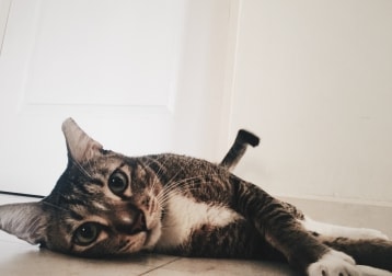 Mittens