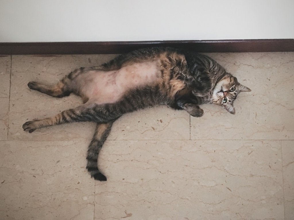 image-7