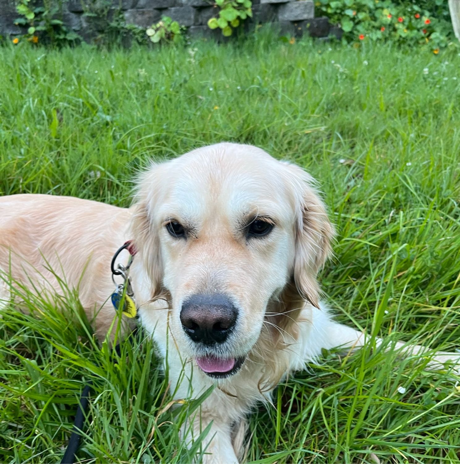 Benji 