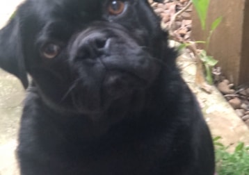 Bruno