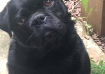 Bruno