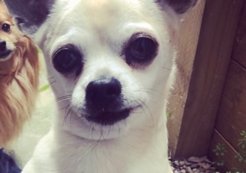 Buddy