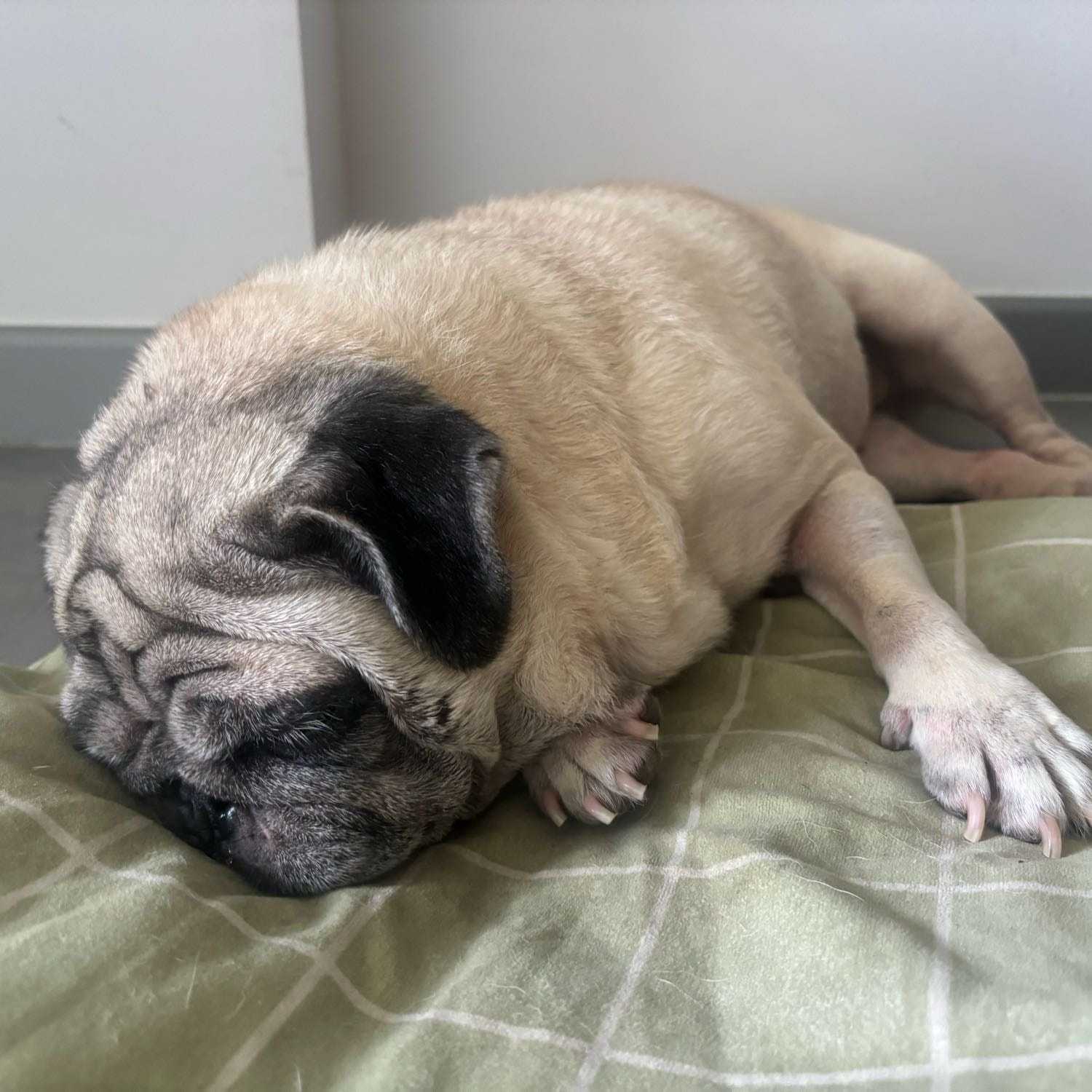 Puggo