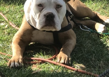 Daisy 
