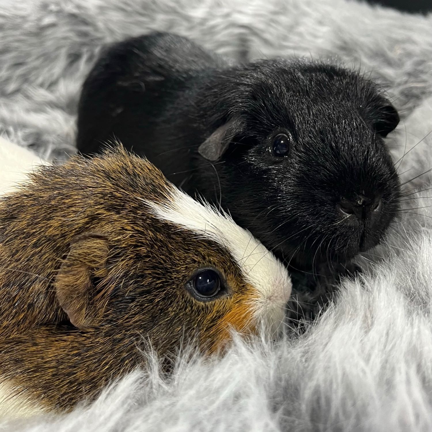 Donut (tri colour) and Pepsi (Black)