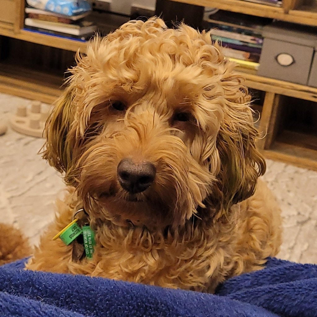 Bailey 