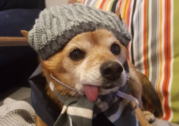 Dingo