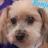 Benji