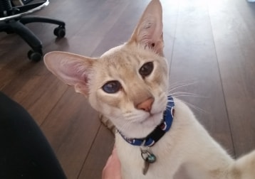 Harley 
