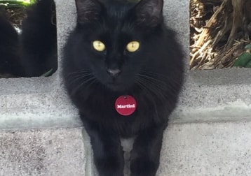 Teeny (aka Martini)