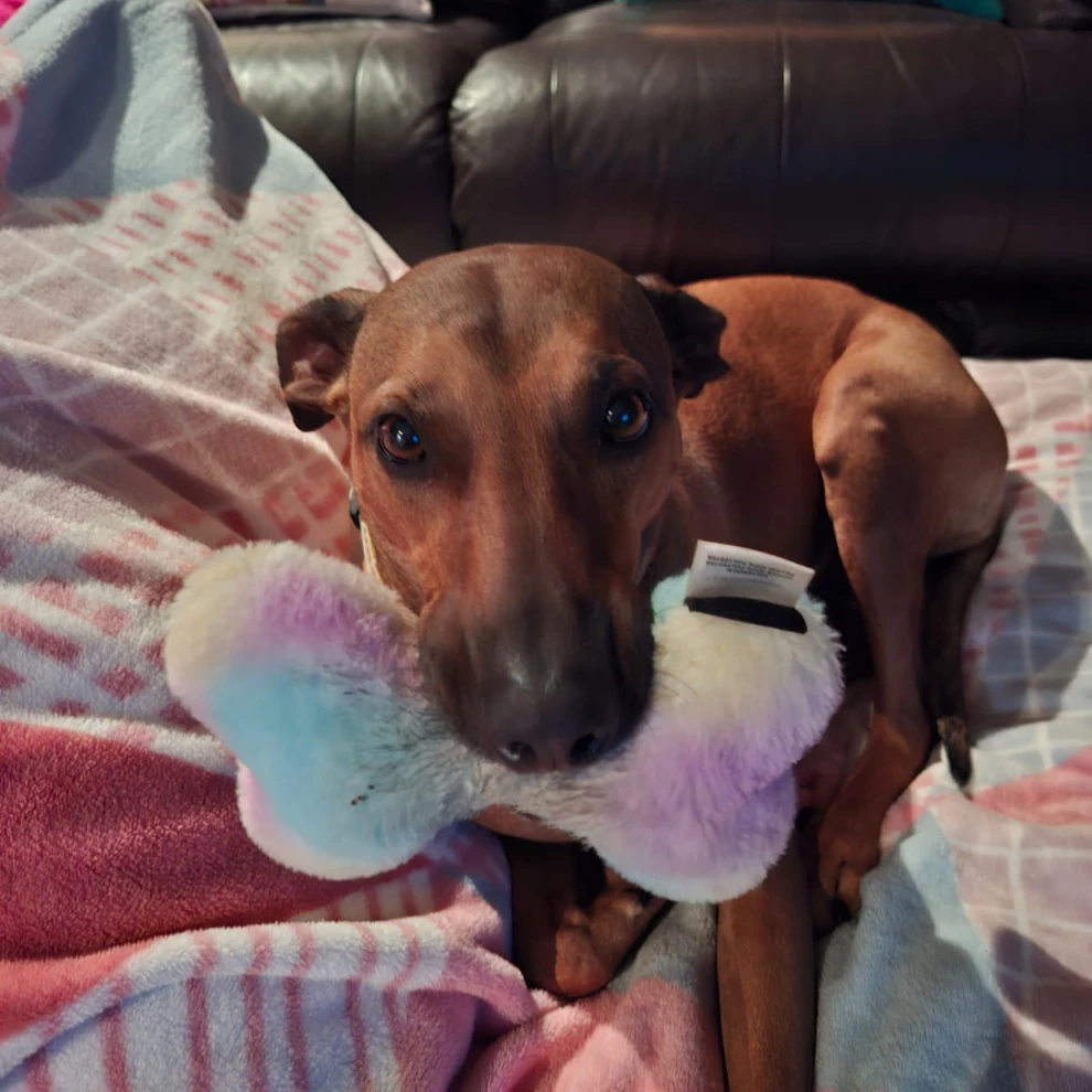 Lila