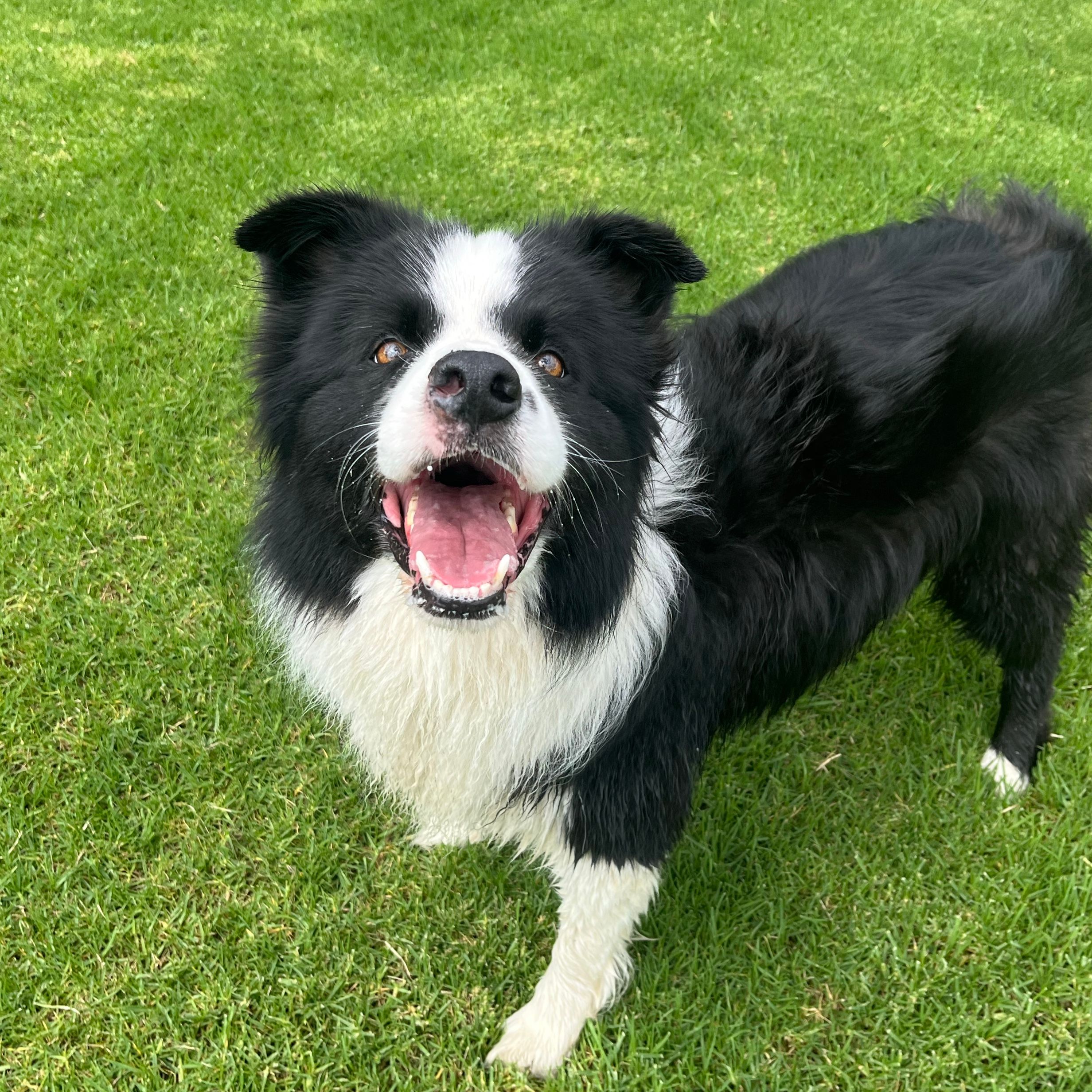 Alfie